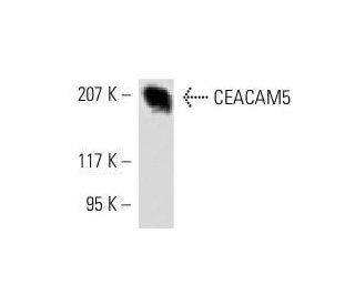 CEACAM5 Antibody (CI-P83-1) - Western Blotting - Image 9074 
