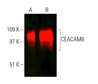 CEACAM6 Antibody (9A6) - Western Blotting - Image 381975 