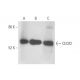 CECR2 Antibody (C-3) - Western Blotting - Image 333456 