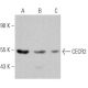 CECR2 Antibody (C-3) - Western Blotting - Image 366603