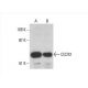 CECR2 Antibody (C-3) - Western Blotting - Image 393090 