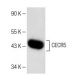 CECR5 Antibody (B-10) - Western Blotting - Image 151277