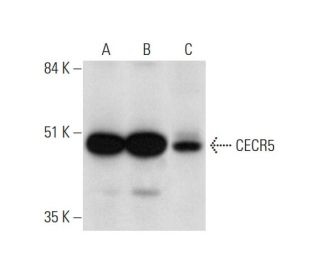 CECR5 Antibody (B-10) - Western Blotting - Image 326532 