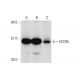 CECR5 Antibody (B-10) - Western Blotting - Image 326532 