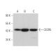 CECR5 Antibody (B-10) - Western Blotting - Image 371944 