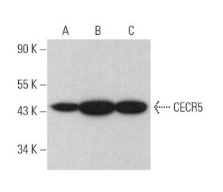 CECR5 Antibody (B-2) - Western Blotting - Image 371946 