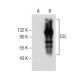 CEL Antibody (D-1) - Western Blotting - Image 160771