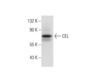 CEL Antibody (D-1) - Western Blotting - Image 299037 