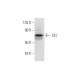 CEL Antibody (D-1) - Western Blotting - Image 299037 