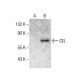 CEL Antibody (H-12) - Western Blotting - Image 286121 