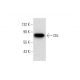 CEL Antibody (H-12) - Western Blotting - Image 299039 