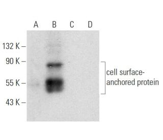 cell surface-anchored protein Antibody (G-4) - Western Blotting - Image 300569