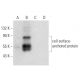 cell surface-anchored protein Antibody (G-4) - Western Blotting - Image 300569