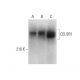 CELSR1 Antibody (E-3) - Western Blotting - Image 318578