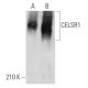 CELSR1 Antibody (E-3) - Western Blotting - Image 371644 