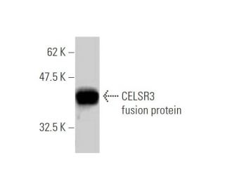 CELSR3 Antibody (2F7) - Western Blotting - Image 348474