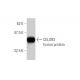 CELSR3 Antibody (2F7) - Western Blotting - Image 348474
