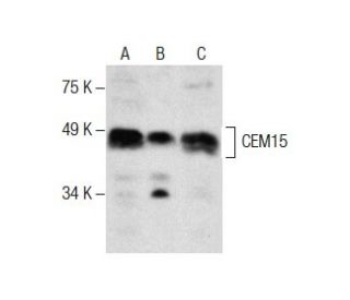 CEM15 Antibody (B-2) - Western Blotting - Image 287584 