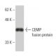 CEMIP Antibody (3C12) - Western Blotting - Image 350247