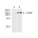 CEMIP Antibody (3C12) - Western Blotting - Image 352206 