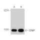 CEMIP Antibody (3C12) - Western Blotting - Image 368272 