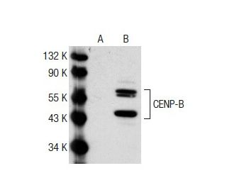 CENP-B Antibody (C-5) - Western Blotting - Image 141549