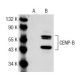 CENP-B Antibody (C-5) - Western Blotting - Image 141549