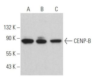western blotting image from recommended CENP-B (F-4) monoclonal antibody replacement. Image 363011