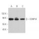 western blotting image from recommended CENP-B (F-4) monoclonal antibody replacement. Image 363011