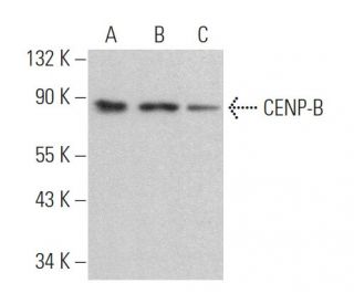 CENP-B Antibody (2D-7) - Western Blotting - Image 363055