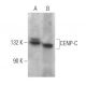 CENP-C Antibody (C-6) - Western Blotting - Image 371157