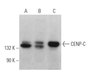 CENP-C Antibody (C-6) - Western Blotting - Image 371154The Double Nickase Plasmid features a U6 promoter for sgRNA expression, a 20 nt targeting sequence, and a gRNA scaffold to guide Cas9n. It includes a CBh promoter for Cas9n (D10A) and puromycin resistance, GFP for transfection verification, and nuclear localization signals (NLS). The 2A peptide allows co-expression of Cas9n and Puro from a single promoter, enabling precise genome editing with reduced off-target effects.