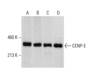 CENP-E Antibody (C-5) - Western Blotting - Image 308576 