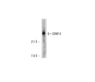 CENP-E Antibody (mAb177) - Western Blotting - Image 12664