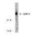 CENP-E Antibody (mAb177) - Western Blotting - Image 12664