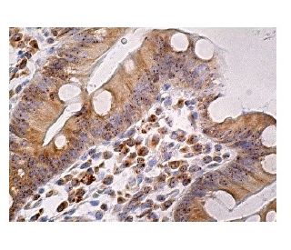 CENP-H Antibody (G-9) - Immunohistochemistry - Image 160298 