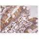 CENP-H Antibody (G-9) - Immunohistochemistry - Image 160298 