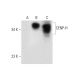 CENP-H Antibody (G-9) - Western Blotting - Image 138515 