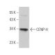 CENP-H Antibody (G-9) - Western Blotting - Image 365646