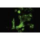 CENP-K Antibody (40.3) - Immunofluorescence - Image 35454