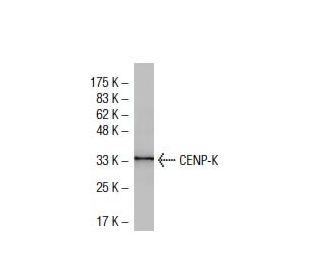 CENP-K Antibody (40.3) - Western Blotting - Image 33482 