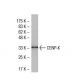 CENP-K Antibody (40.3) - Western Blotting - Image 33482 