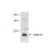 CENP-M Antibody (B-7) - Western Blotting - Image 308390