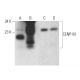 CENP-M Antibody (B-7) - Western Blotting - Image 372066 