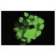 CENP-R Antibody (G-78) - Immunofluorescence - Image 35794