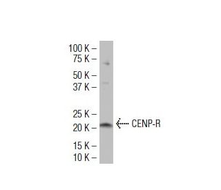 CENP-R Antibody (G-78) - Western Blotting - Image 34456 