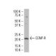 CENP-R Antibody (G-78) - Western Blotting - Image 34456 