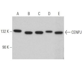 CENPJ Antibody (E-12) - Western Blotting - Image 365475 