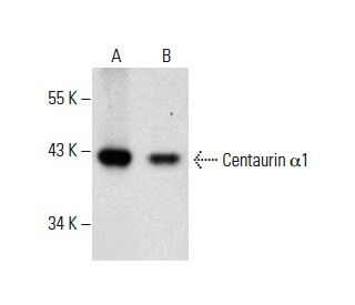 Centaurin α1 Antibody (G-4) - Western Blotting - Image 288580