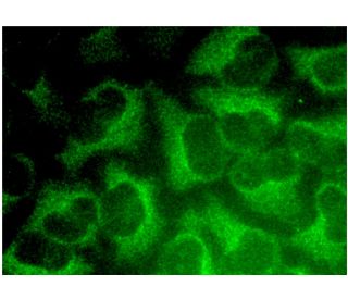 Centaurin &alpha;2 Antibody (F-4) - Immunofluorescence - Image 323506 